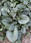 Plant name: Siberian Bugloss Brunnera macrophylla 